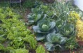 /album/galeria-de-fotos-galeria-fotos1/a-horta-jpg1/